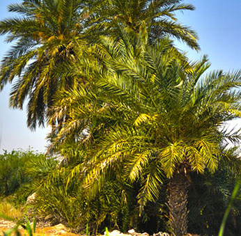 IRANI Abstract